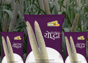 YODDHA HYBRID BAJRA: क्यों किसान इसे अन्य बजरा किस्मों पर पसंद करते हैं