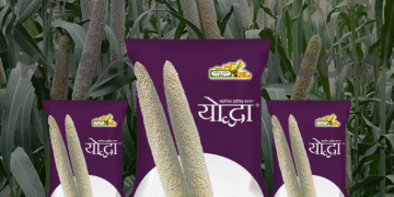 YODDHA HYBRID BAJRA: क्यों किसान इसे अन्य बजरा किस्मों पर पसंद करते हैं