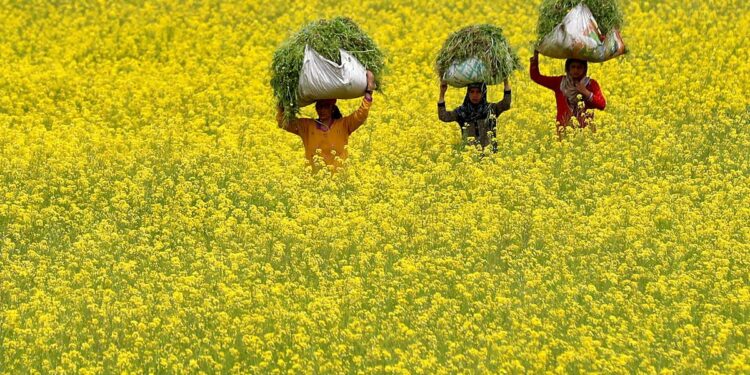 एक प्रतिबंध, एक विभाजन का फैसला, और एक स्वास्थ्य चिंता
