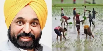 किसानों को भागवंत मान का उपहार! पंजाब में धान का बागान शुरू होता है, विवरण की जाँच करें
