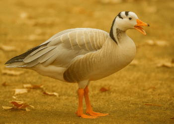 गीज़ फार्मिंग: असम के किसानों के लिए एक कम लागत, उच्च-वापसी का अवसर