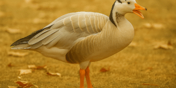 गीज़ फार्मिंग: असम के किसानों के लिए एक कम लागत, उच्च-वापसी का अवसर