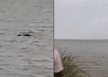 घघरा हॉरर: मगरमच्छ गोंडा में 13 वर्षीय लड़का छीनता है, वायरल वीडियो सतहों को चौंकाने वाला, घड़ी