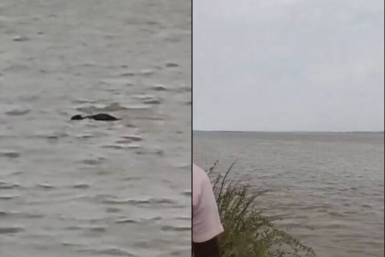 घघरा हॉरर: मगरमच्छ गोंडा में 13 वर्षीय लड़का छीनता है, वायरल वीडियो सतहों को चौंकाने वाला, घड़ी