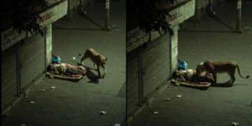 जाको राखे सायया मार की खातिर ना कोई सही साबित हुआ! वायरल वीडियो से पता चलता है कि शेर कैसे सोते हुए आदमी को सूँघता है, फिर चला जाता है