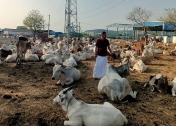 तेलंगाना सीएम रेवांथ रेड्डी के नए गौ रक्ष फोकस और राज्य के लिए क्या करने के लिए राज्य की योजना है