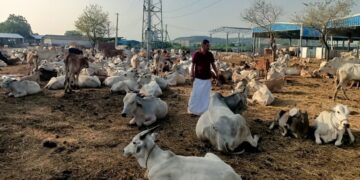 तेलंगाना सीएम रेवांथ रेड्डी के नए गौ रक्ष फोकस और राज्य के लिए क्या करने के लिए राज्य की योजना है