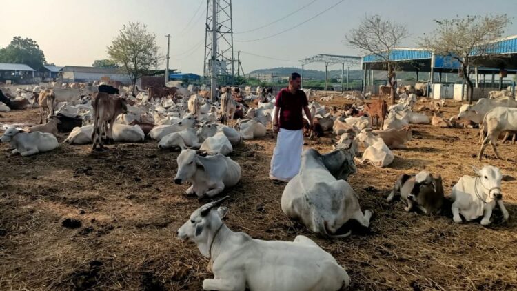 तेलंगाना सीएम रेवांथ रेड्डी के नए गौ रक्ष फोकस और राज्य के लिए क्या करने के लिए राज्य की योजना है