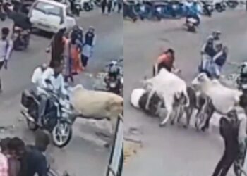 नैशिक वायरल वीडियो: दो गाय एक बुजुर्ग आदमी को रौंदते हैं, दर्शक रील बनाते हैं