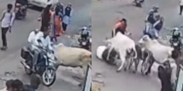नैशिक वायरल वीडियो: दो गाय एक बुजुर्ग आदमी को रौंदते हैं, दर्शक रील बनाते हैं