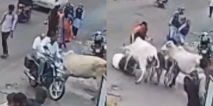 नैशिक वायरल वीडियो: दो गाय एक बुजुर्ग आदमी को रौंदते हैं, दर्शक रील बनाते हैं