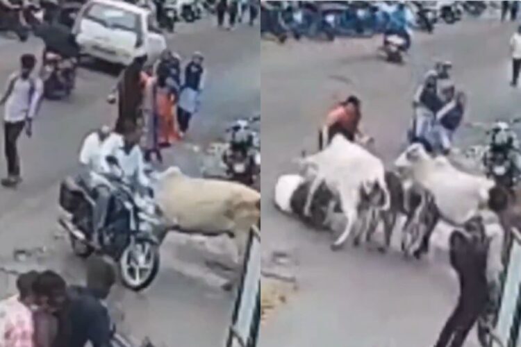नैशिक वायरल वीडियो: दो गाय एक बुजुर्ग आदमी को रौंदते हैं, दर्शक रील बनाते हैं