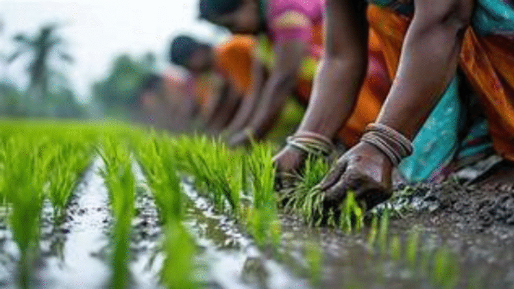 पीएम-किसान 20 वीं किस्त 2025: कौन गायब है और कैसे साइन अप करें