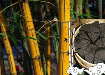 बांस चारकोल: आपकी त्वचा को डिटॉक्स करने और चमक को पुनर्स्थापित करने का एक प्राकृतिक तरीका