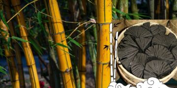बांस चारकोल: आपकी त्वचा को डिटॉक्स करने और चमक को पुनर्स्थापित करने का एक प्राकृतिक तरीका