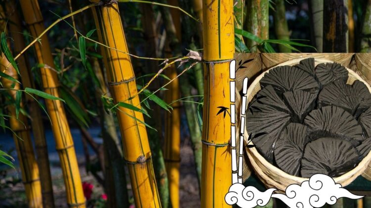 बांस चारकोल: आपकी त्वचा को डिटॉक्स करने और चमक को पुनर्स्थापित करने का एक प्राकृतिक तरीका