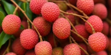 भारत ने पठकोट से कतर तक गुलाब-सुगंधित लीचिस का पहला निर्यात किया