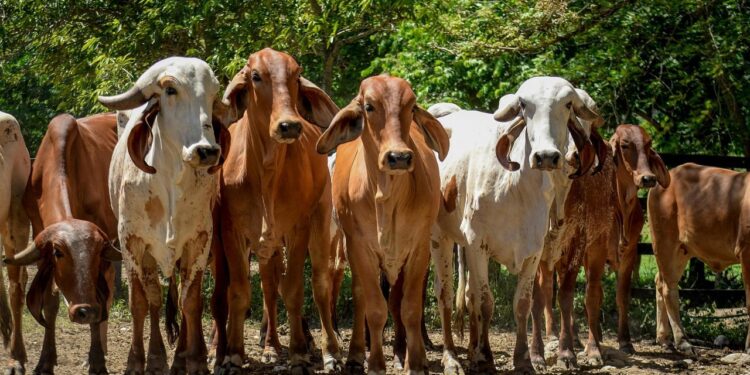 मवेशी प्लेग वायरस: ICAR-NIHSAD BHOPAL को WOAH & FAO द्वारा ग्लोबल रिंडरपेस्ट होल्डिंग सुविधा के रूप में मान्यता दी गई