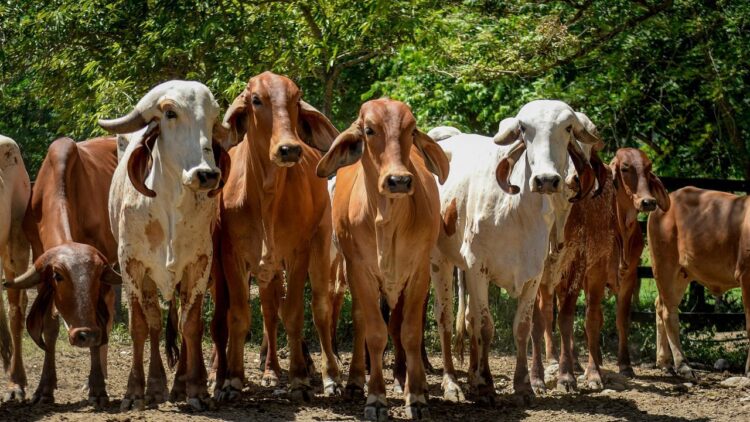 मवेशी प्लेग वायरस: ICAR-NIHSAD BHOPAL को WOAH & FAO द्वारा ग्लोबल रिंडरपेस्ट होल्डिंग सुविधा के रूप में मान्यता दी गई