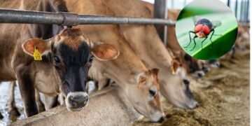 यूएस ने टेक्सास में $ 8.5 मिलियन की सुविधा लॉन्च की ताकि मेक्सिको से फैले नए विश्व स्क्रूवॉर्म को रोकने के लिए