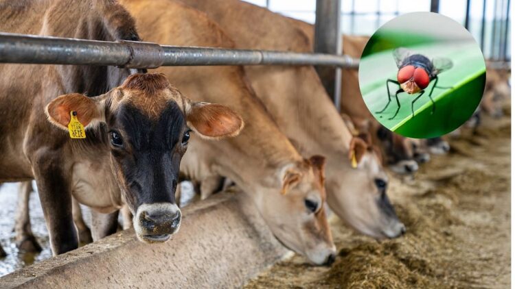 यूएस ने टेक्सास में $ 8.5 मिलियन की सुविधा लॉन्च की ताकि मेक्सिको से फैले नए विश्व स्क्रूवॉर्म को रोकने के लिए