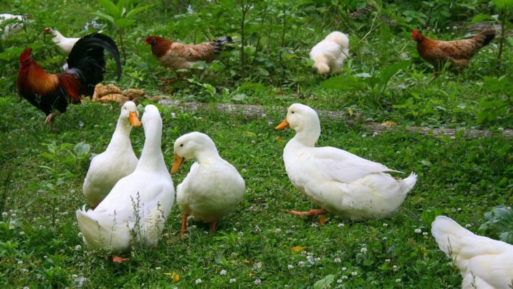 लाभ के लिए पिछवाड़े बतख पालन: छोटे और सीमांत किसानों के लिए सफेद पेकिन × खाकी कैंपबेल क्रॉसब्रीड्स को बढ़ाने के लिए एक गाइड