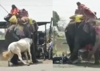 वायरल वीडियो: कैमरे पर पकड़े गए हाथी और घोड़े के बीच अनदेखी भीषण लड़ाई, वीडियो वायरल हो जाता है