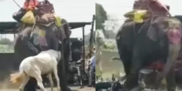 वायरल वीडियो: कैमरे पर पकड़े गए हाथी और घोड़े के बीच अनदेखी भीषण लड़ाई, वीडियो वायरल हो जाता है