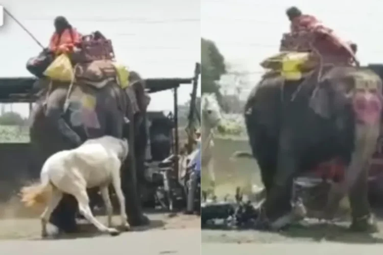 वायरल वीडियो: कैमरे पर पकड़े गए हाथी और घोड़े के बीच अनदेखी भीषण लड़ाई, वीडियो वायरल हो जाता है