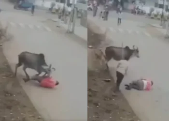 वायरल वीडियो: क्रूर! बैल ने आदमी को क्रूरता से हमला किया, उसे फेंक दिया और उसे सड़क पर खींचता है, नेटिज़ेन कहता है कि 'बुली'
