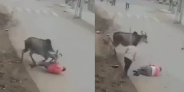 वायरल वीडियो: क्रूर! बैल ने आदमी को क्रूरता से हमला किया, उसे फेंक दिया और उसे सड़क पर खींचता है, नेटिज़ेन कहता है कि 'बुली'