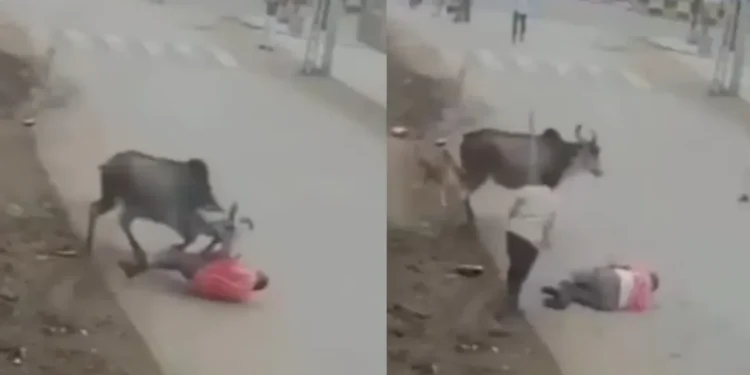 वायरल वीडियो: क्रूर! बैल ने आदमी को क्रूरता से हमला किया, उसे फेंक दिया और उसे सड़क पर खींचता है, नेटिज़ेन कहता है कि 'बुली'