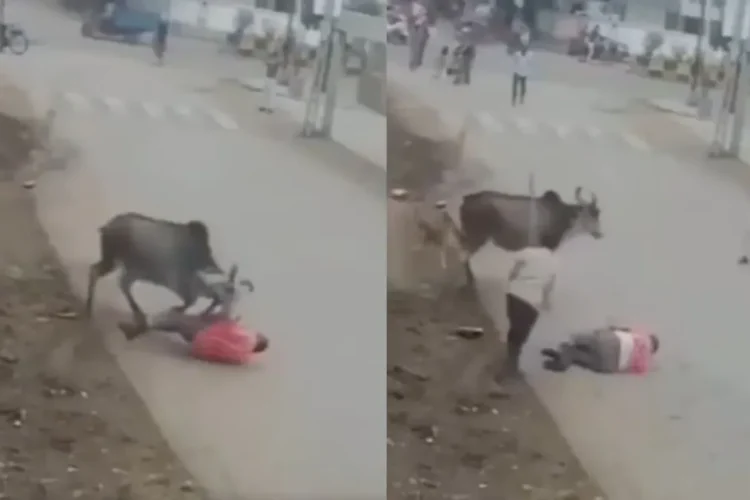 वायरल वीडियो: क्रूर! बैल ने आदमी को क्रूरता से हमला किया, उसे फेंक दिया और उसे सड़क पर खींचता है, नेटिज़ेन कहता है कि 'बुली'