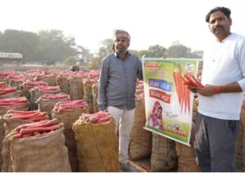 हिसार रसिली: गाजर का बीज जो किसानों को अच्छी गुणवत्ता, उच्च उपज और अधिकतम लाभ देता है
