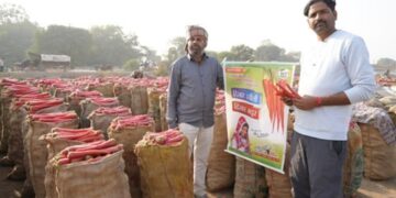 हिसार रसिली: गाजर का बीज जो किसानों को अच्छी गुणवत्ता, उच्च उपज और अधिकतम लाभ देता है