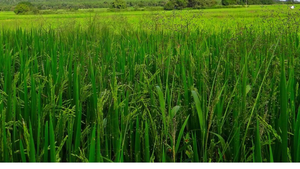 चावल बौना वायरस: पाऊ ने पंजाब किसानों के लिए सलाहकार को 2025 सीजन के लिए सलाह दी