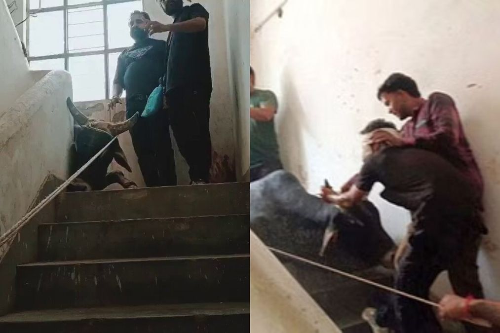 वायरल वीडियो: UN - BULL - EVABLE! बुल स्टॉर्म्स बडून पुलिस स्टेशन, तीसरी मंजिल पर पहुंचता है, बेहोश कर दिया