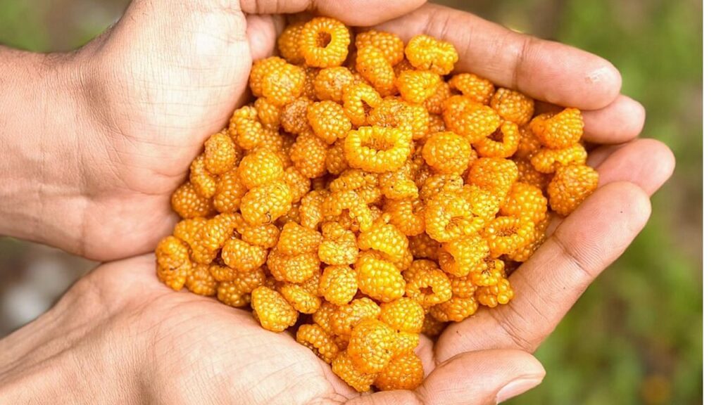 हिसालु: एक जंगली हिमालयन फल जो किसान की आय को बढ़ावा दे सकता है और घातक बीमारी से लड़ सकता है