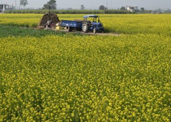 GTRI अमेरिका से जीएम फार्म उत्पादों के आयात के खिलाफ चेतावनी देता है; भारत के कृषि निर्यात को प्रभावित कर सकता है