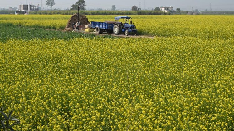 GTRI अमेरिका से जीएम फार्म उत्पादों के आयात के खिलाफ चेतावनी देता है; भारत के कृषि निर्यात को प्रभावित कर सकता है