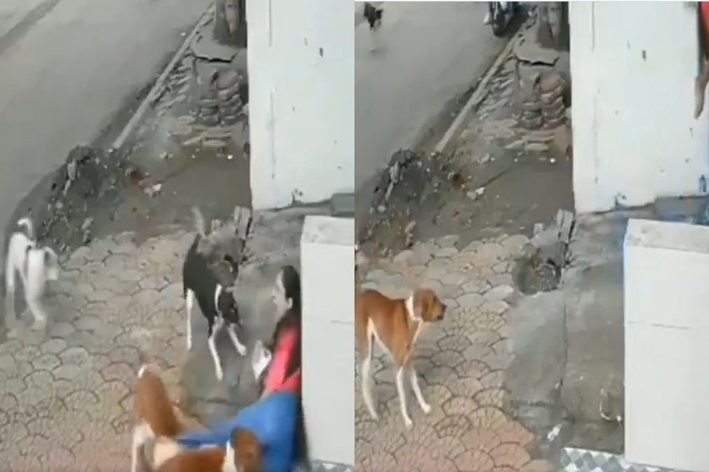 Indore वायरल वीडियो: भारत का सबसे साफ शहर डॉग बिट्स के शहर की लड़ाई? भोर में कॉलेज जाने के दौरान आवारा कुत्तों द्वारा चुना गया लड़की