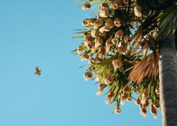 पल्मायरा पाम: किसानों के लिए एक लचीला पेड़- पोषण, लाभ और टिकाऊ खेती