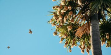 पल्मायरा पाम: किसानों के लिए एक लचीला पेड़- पोषण, लाभ और टिकाऊ खेती