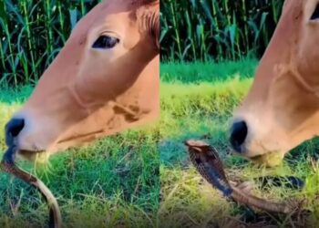 वायरल वीडियो: गाय का कोमल स्पर्श कोबरा मंत्रमुग्ध, विस्मय में इंटरनेट छोड़ देता है