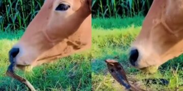वायरल वीडियो: गाय का कोमल स्पर्श कोबरा मंत्रमुग्ध, विस्मय में इंटरनेट छोड़ देता है
