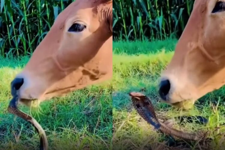 वायरल वीडियो: गाय का कोमल स्पर्श कोबरा मंत्रमुग्ध, विस्मय में इंटरनेट छोड़ देता है