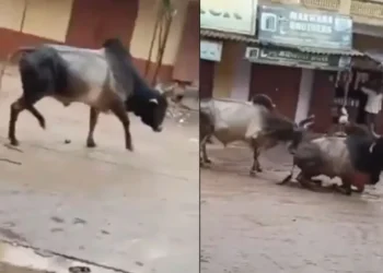 वायरल वीडियो: बुल रिस्क लाइफ को एक और बैल को बचाने के लिए इलेक्ट्रोक्यूटेड होने के लिए, नेटिज़ेन कहते हैं कि 'कबी कबी इंसानियट इंशानो मीन नाहि ...'