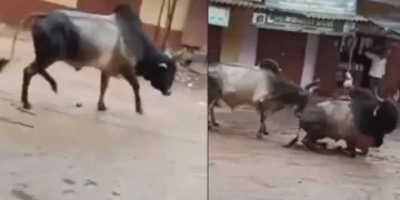 वायरल वीडियो: बुल रिस्क लाइफ को एक और बैल को बचाने के लिए इलेक्ट्रोक्यूटेड होने के लिए, नेटिज़ेन कहते हैं कि 'कबी कबी इंसानियट इंशानो मीन नाहि ...'