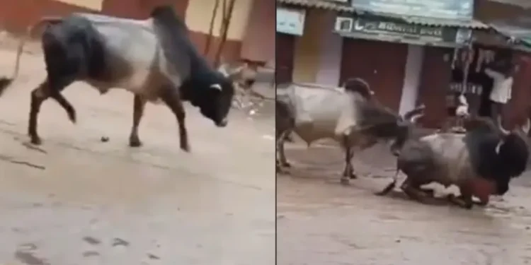 वायरल वीडियो: बुल रिस्क लाइफ को एक और बैल को बचाने के लिए इलेक्ट्रोक्यूटेड होने के लिए, नेटिज़ेन कहते हैं कि 'कबी कबी इंसानियट इंशानो मीन नाहि ...'