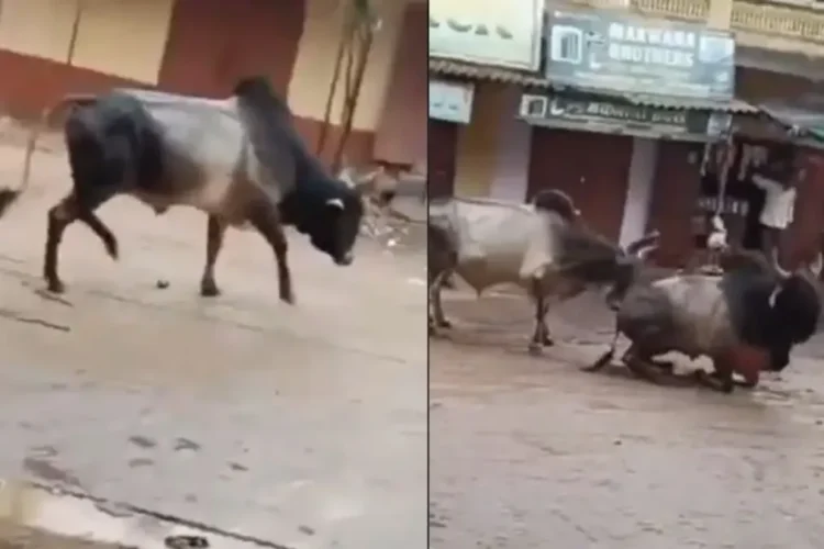 वायरल वीडियो: बुल रिस्क लाइफ को एक और बैल को बचाने के लिए इलेक्ट्रोक्यूटेड होने के लिए, नेटिज़ेन कहते हैं कि 'कबी कबी इंसानियट इंशानो मीन नाहि ...'